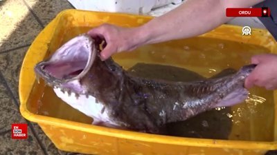 Karadeniz'de avlanan fener balığının kilogramı 500 liradan satışta