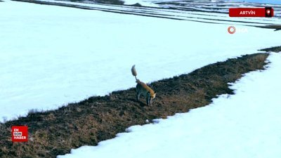 Artvin'de görüntülenen kızıl tilki, ilginç kuyruğuyla dikkat çekti