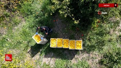 Hatay'da dondan korunan limon satışa çıktı