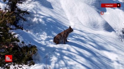 Tunceli'de karlar üstünde vaşak görüntülendi