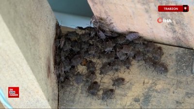 Trabzon'da kahverengi kokarca kış uykusundan erken uyandı