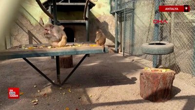 Antalya'da Maymun Fıstık, yeni ailesine kabul edildi