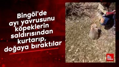 Bingöl'de ayı yavrusunu köpeklerin saldırısından kurtarıp, doğaya bıraktılar