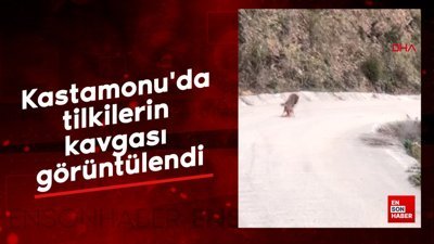 Kastamonu'da tilkilerin kavgası görüntülendi