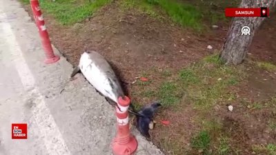 Samsun'da ölü yunus sahile vurdu