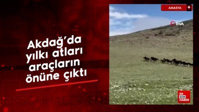 Amasya'da yılkı atları araçların önüne çıktı