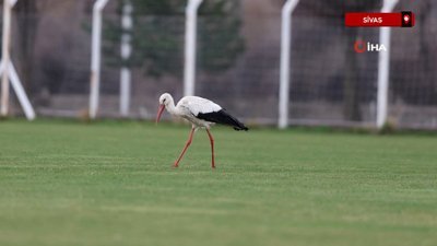 Yiğido Leylek yine Sivasspor Tesisleri'nde