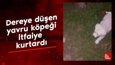 Zonguldak'ta dereye düşen yavru köpeği itfaiye kurtardı