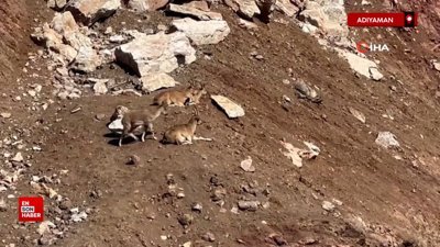 Adıyaman'da dağ keçileri güneşli havanın tadını çıkardı