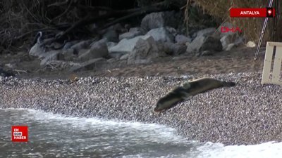 Antalya'da 101 gün sonra denizle buluşturulan yavru fok ölü bulundu