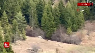 Artvinli gençler ayıyı çaya davet etti