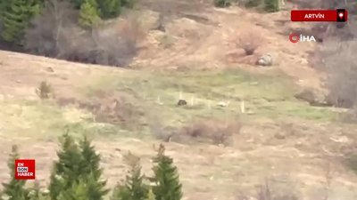 Artvinli gençler ayıyı çaya davet etti