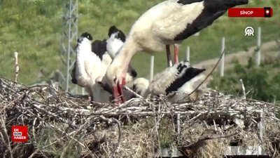 Sinop'ta yavruyken halka takılan leylek Güney Afrika'da gözlendi