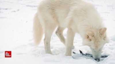 12 bin yıl önce soyu tükenen ‘Ulukurt’ yeniden hayata döndürüldü