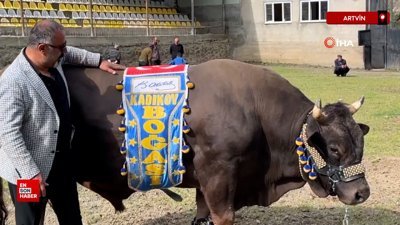 Artvinli Fenerbahçe taraftarından Ali Koç'a boğalı destek