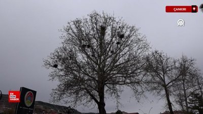 Çankırı’da 8 karga bir ağacı mesken tuttu
