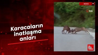 Düzce'de karacaların inatlaşma anları