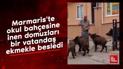 Marmaris'te okul bahçesine inen domuzları bir vatandaş ekmekle besledi
