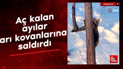 Osmaniye'de aç kalan ayılar, arı kovanlarına saldırdı