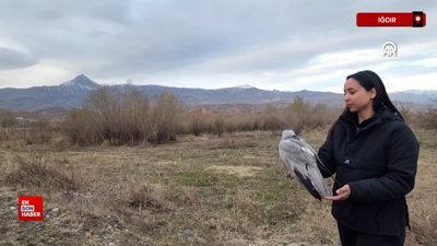 Iğdır'da bozkır delicesinden şahine 13 kuş uydu vericisiyle takibe alındı