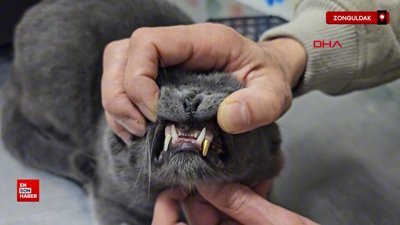 Zonguldak'ta kediye altından diş yapıldı