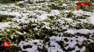 Rize'de filizlenen çay kar ve soğuktan olumsuz etkilendi