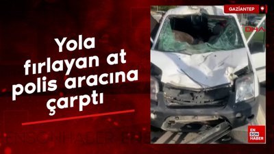 Gaziantep'te aniden yola fırlayan at, polis aracına çarptı