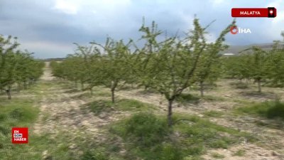 Malatyalı çiftçinin badem bahçesi zirai dondan etkilenmedi
