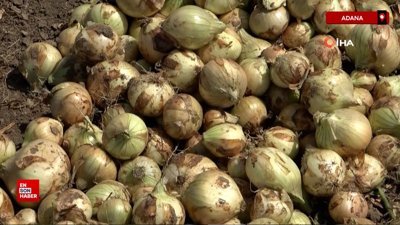 Adana’da tarlada soğan fiyatı 7-8 liraya kadar düştü