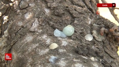 İzmir'in coğrafi işaretli damla sakızı yüksek fiyatıyla dikkat çekiyor