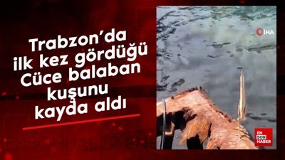 Trabzon’da ilk kez gördüğü Cüce balaban kuşunu kayda aldı