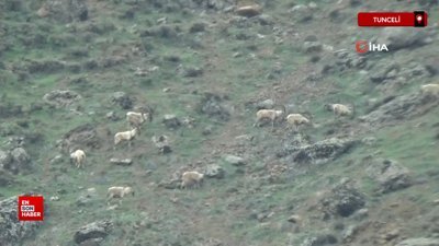 Tunceli'de koruma altındaki yaban keçileri