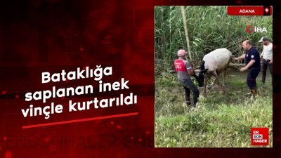 Adana'da bataklığa saplanan inek vinçle kurtarıldı