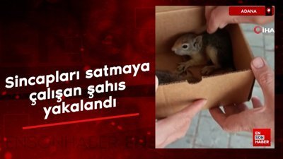 Adana'da sincapları satmaya çalışan şahıs yakalandı