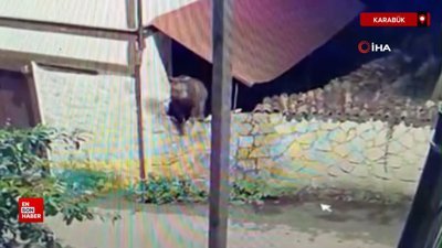 Karabük'te ormanda yiyecek bulamayan ayı mahalleye indi