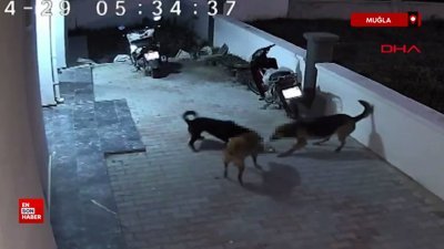 Muğla'da sokak köpeklerinin saldırısına uğrayan kedi öldü