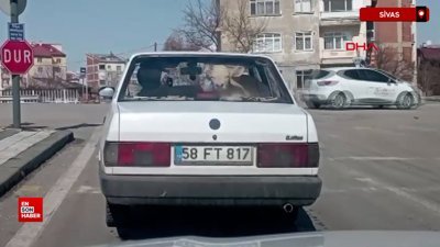 Sivas'ta buzağıyı otomobille veterinere götürdüler