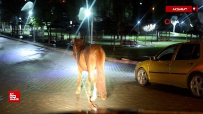 Aksaray'da caddede gezen başıboş at