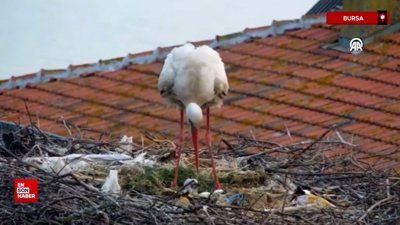 Bursa'da 'Yaren' leyleğin 2 yavrusu yumurtadan çıktı