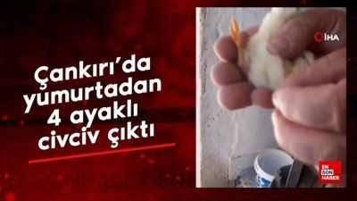 Çankırı’da yumurtadan 4 ayaklı civciv çıktı