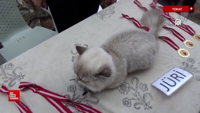 Tokat’ta kedi güzellik yarışması düzenlendi