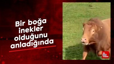 Bir boğa inekler olduğunu anladığında
