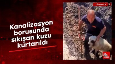Diyarbakır'da kanalizasyon borusunda sıkışan kuzu kurtarıldı