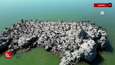 Manisa’da lav kalıntıları göçmen kuşların üreme alanı oldu