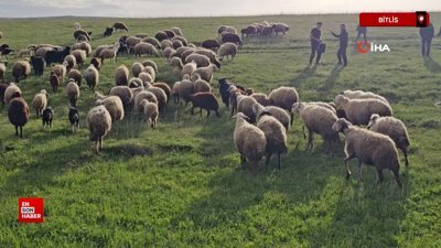 Bitlis'in Adilcevaz ilçesinde besiciler 7 aylık göçe başladı