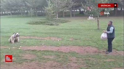Erzincan'da çemşit ismini verdiği bozayıyı besledi