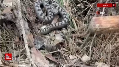 Nadir görülen zehirli boynuzlu engerek yılanı Bolu’da görüntülendi