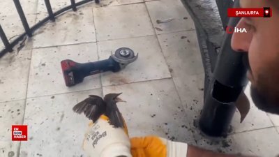 Şanlıurfa'da demir boruya sıkışan kırlangıç kurtarıldı