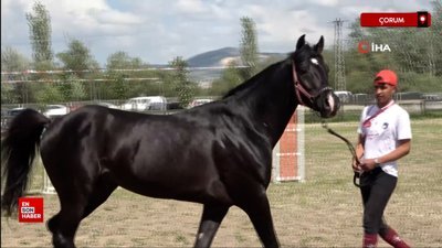 Çorum'da atlar güzellikleriyle yarıştı