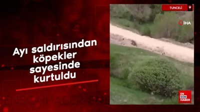 Tunceli'de ayı saldırısından köpekler sayesinde kurtuldu